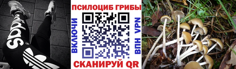 Псилоцибиновые грибы Psilocybe  Тайга 